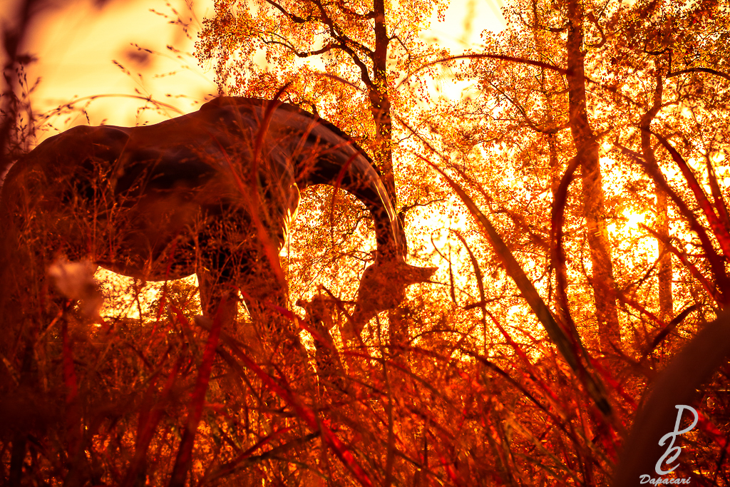 tirage photographie Lyon haute qualité Dapacari photo depuis le parc de la tête des girafes scupture de  damien colcombet ambiance savane