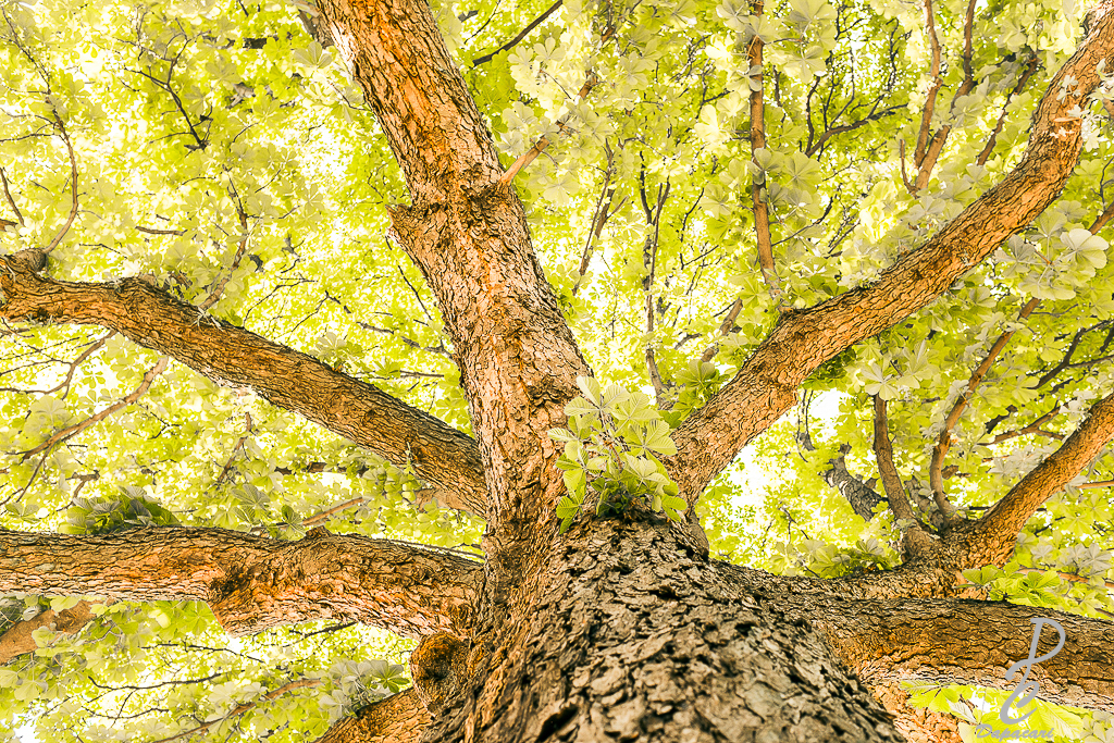 photographie sous un arbre du parc montel de valmy vaise en été arbre enveloppant couleur vert jaune